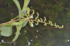 Meliosma simplicifolia subsp. simplicifolia